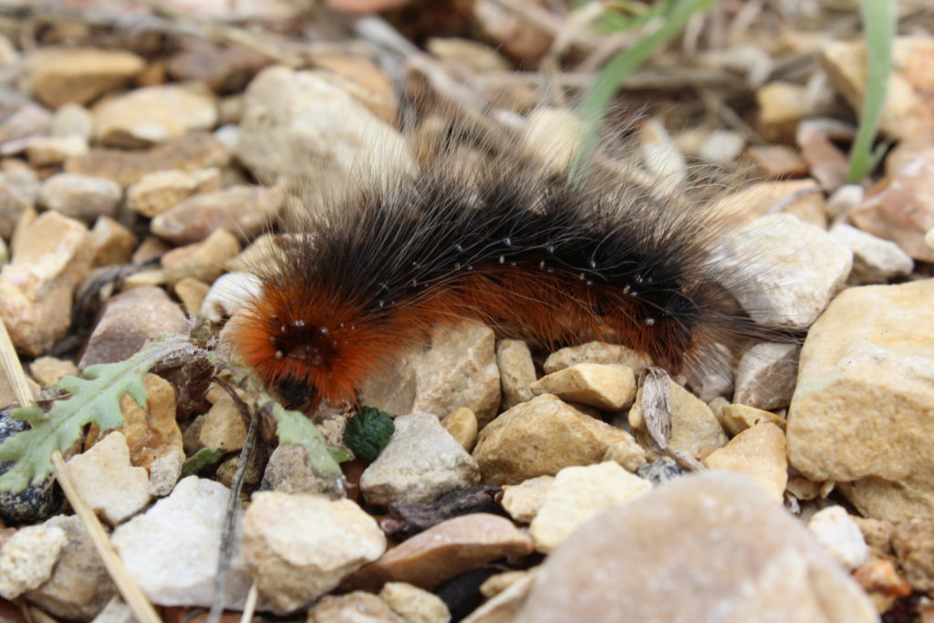 Biodiversité terrestre