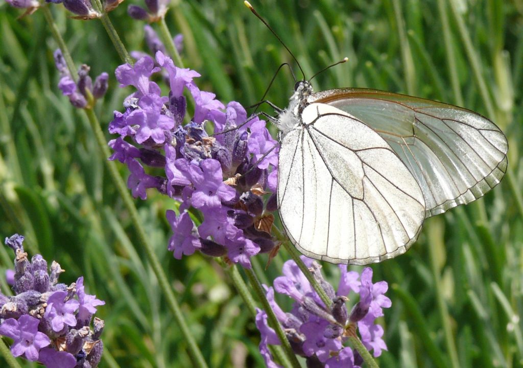 Biodiversité & territoires