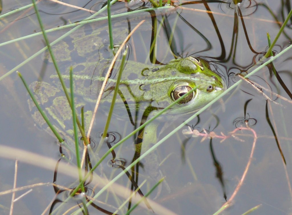 Biodiversité aquatique et semi-aquatique