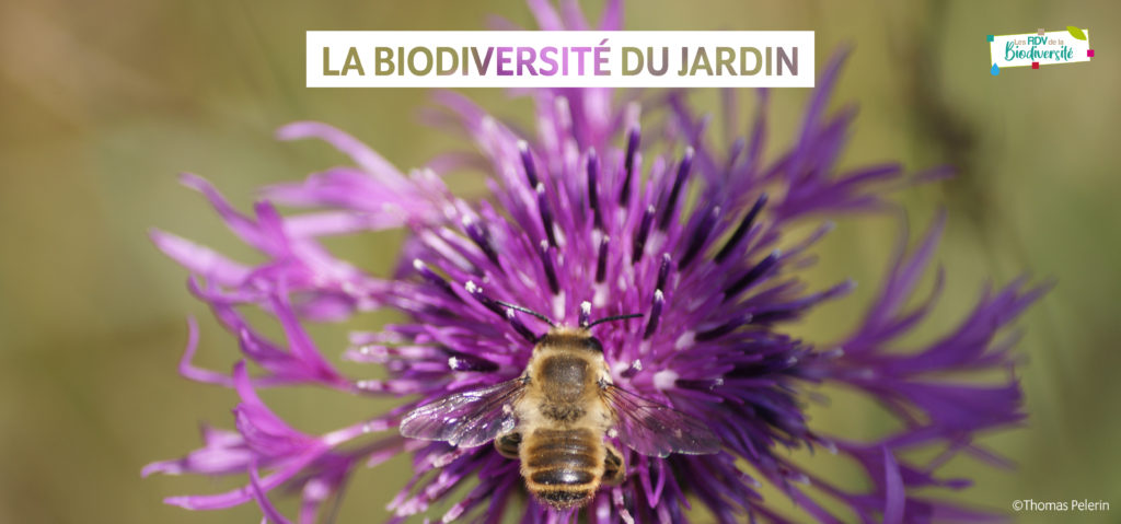 Rendez-vous de la Biodiversité - La biodiversité du jardin