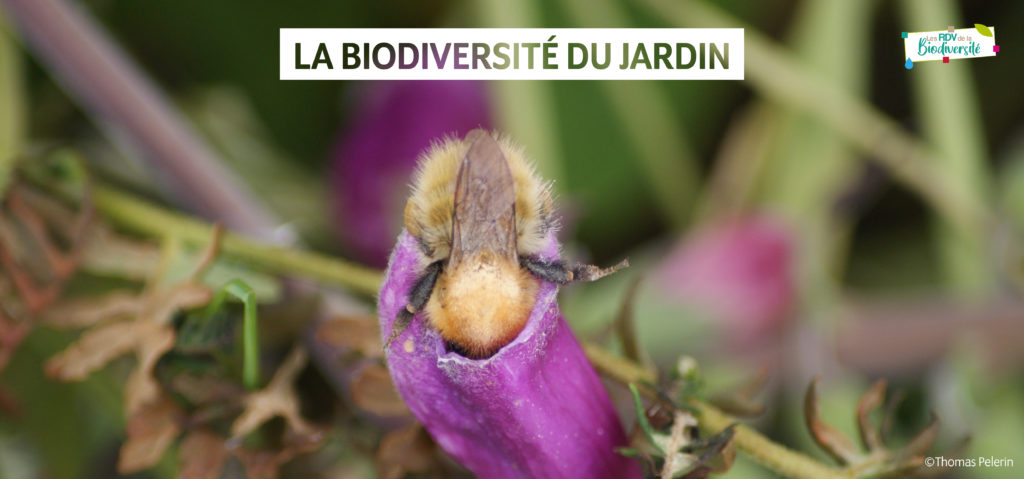 Rendez-vous de la Biodiversité - La biodiversité du jardin