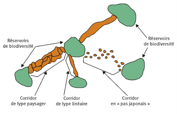 schéma des continuités écologiques