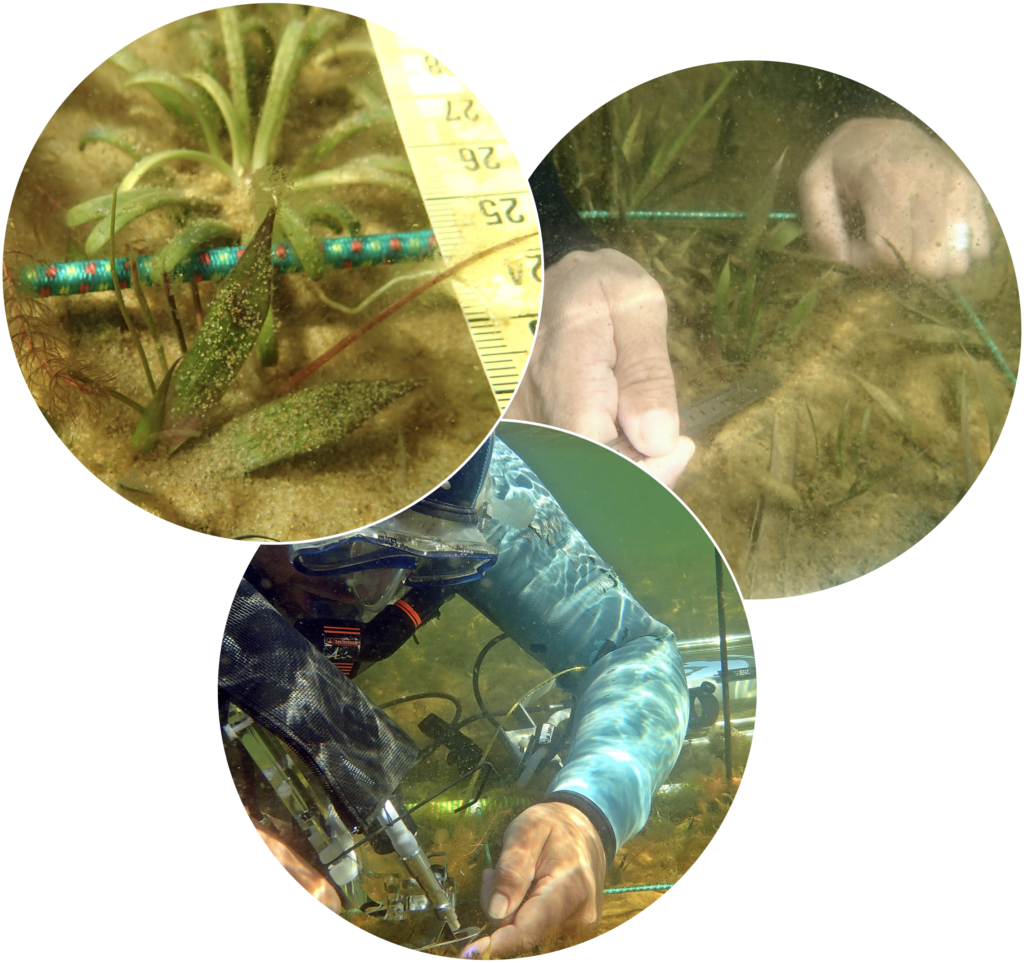 illustration des deux espèces d’isoétides (haut-gauche) et des mesures effectuées sur le terrain sur les longueurs-largeurs de feuilles (haut-droit) et sur l’activité photosynthétique (bas).