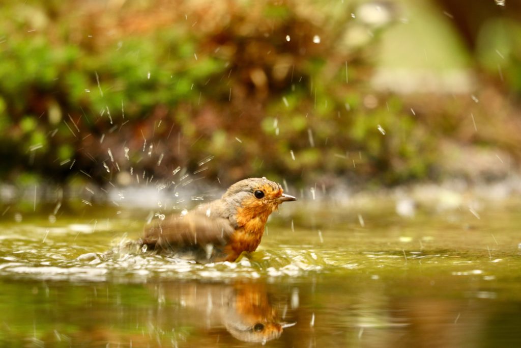 Face aux fortes chaleurs, adoptez les bons gestes pour la faune sauvage !