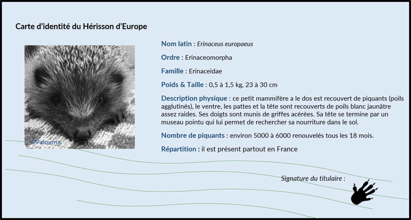 Le Hérisson d’Europe – Agence Régionale de la Biodiversité Nouvelle ...