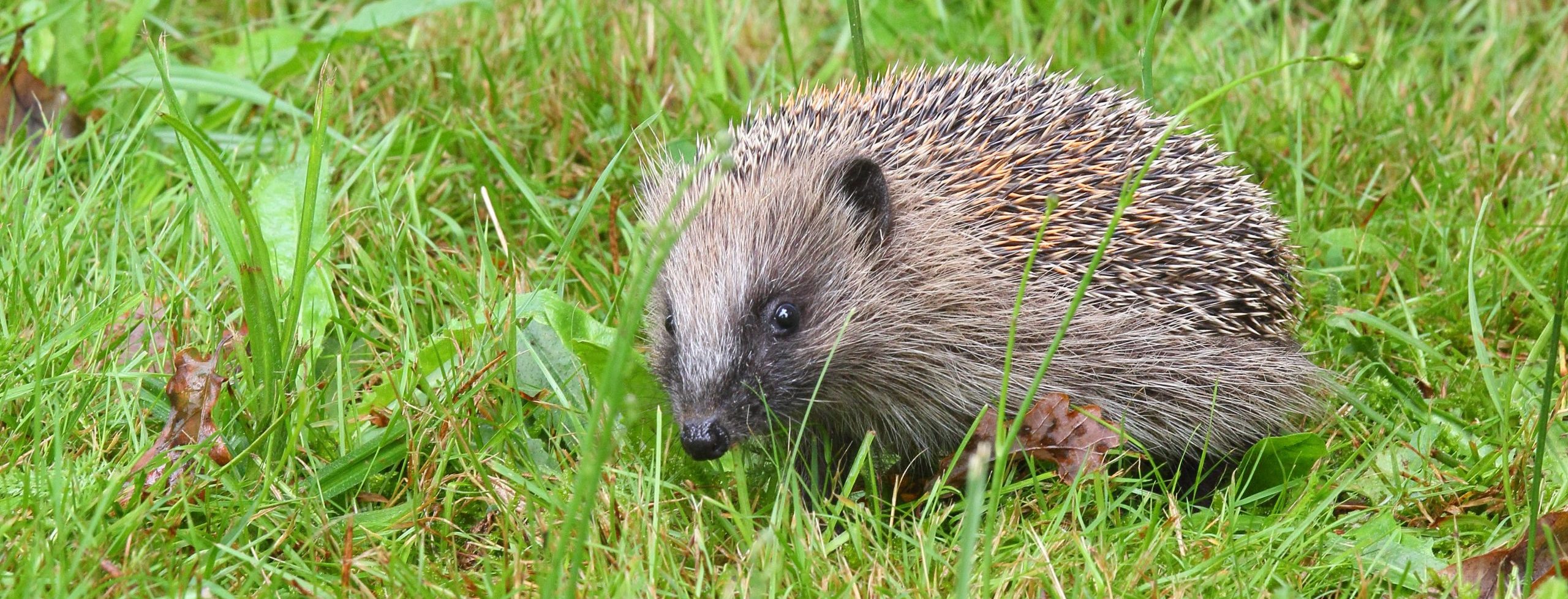 Le Hérisson d’Europe – Agence Régionale de la Biodiversité Nouvelle ...