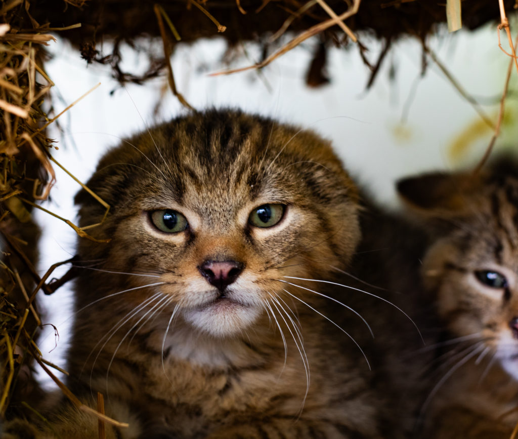 Nouvelle actualité du centre de soins de la faune sauvage poitevine