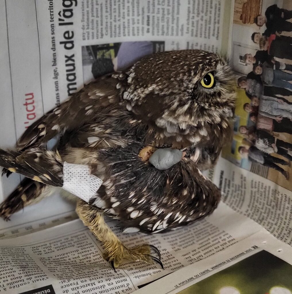 Les fractures, une conséquence fréquente des collisions routières