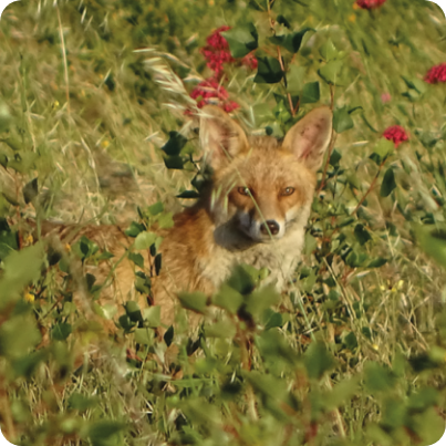 renard roux