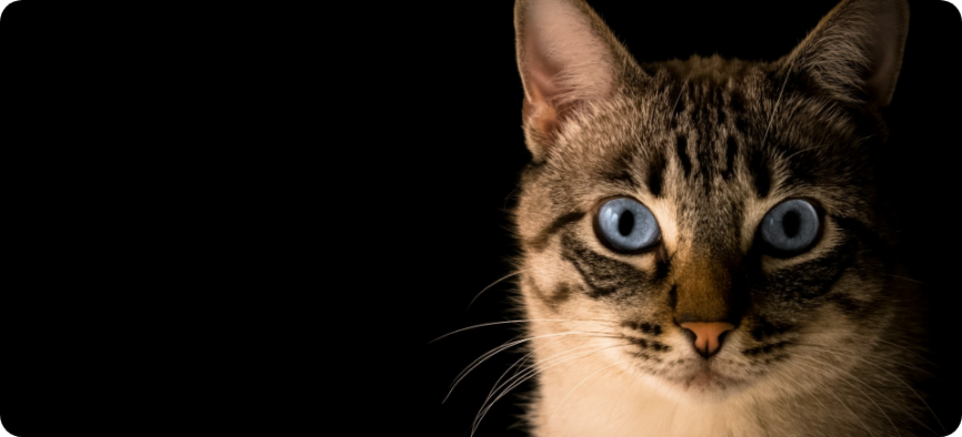 Dossiers thématiques : Chat domestique, prédateur de la faune sauvage