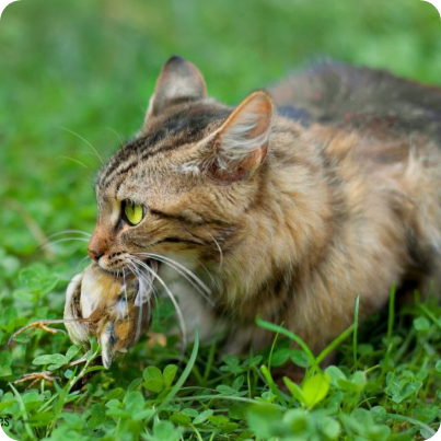 Chat mangeant un oiseau
