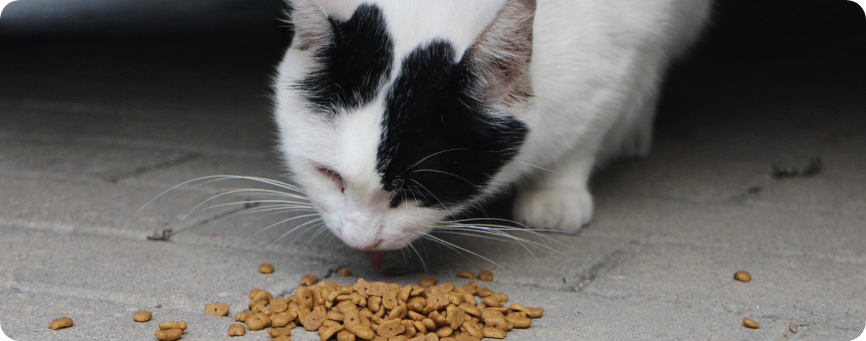 chat mangeant des croquettes
