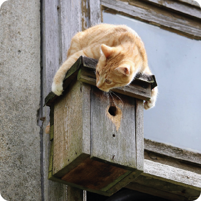 chat au dessus d'un nid