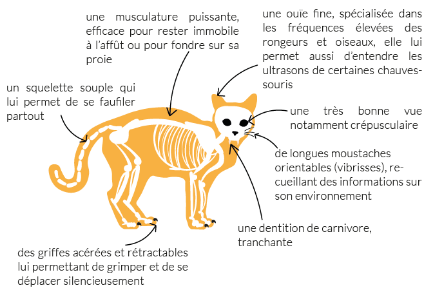 Schéma d'un chat, un carnivore taillé pour la chasse