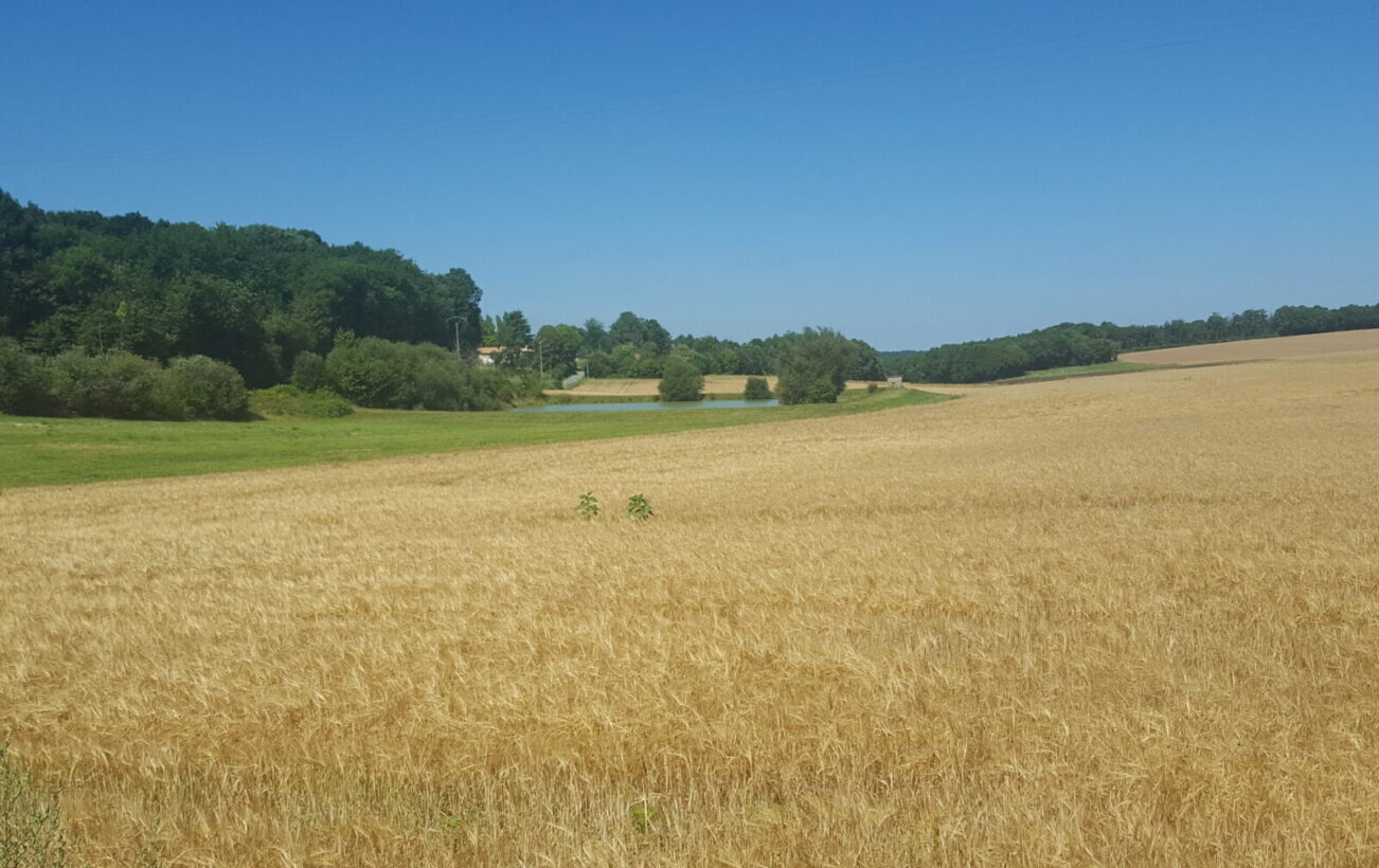 champs agricole