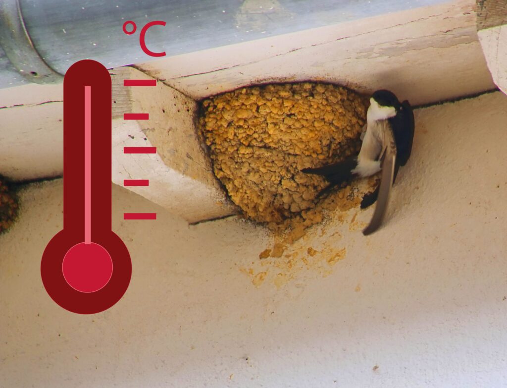 Canicule : quand la faune sauvage n’a plus d’endroit où se réfugier