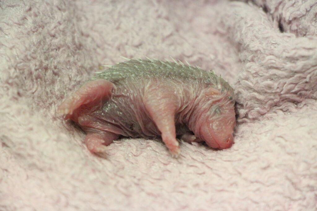 bébé Hérisson à Paloume