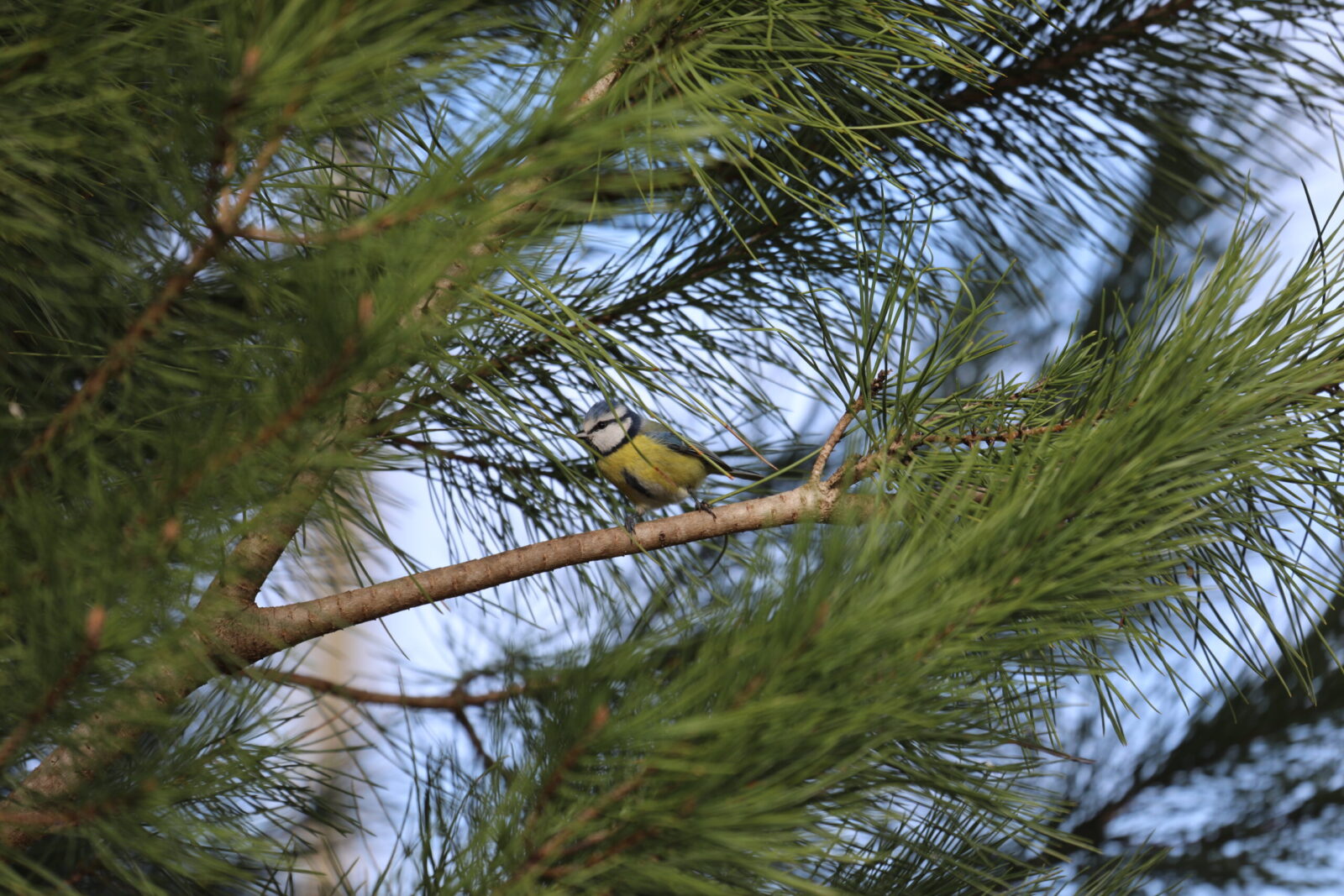 mésange bleue