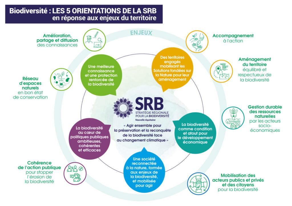 Les 5 orientations de la SRB en réponse aux enjeux du territoire :Une meilleure connaissance et une protection renforcée de la biodiversité
Des territoires engagés mobilisant les Solutions fondées sur la Nature pour leur aménagement
La biodiversité comme condition et atout pour le développement économique
Une société reconnectée à la nature, formée aux enjeux de la biodiversité et mobilisée pour agir
La biodiversité au cœur de politiques publiques ambitieuses, cohérentes et efficaces