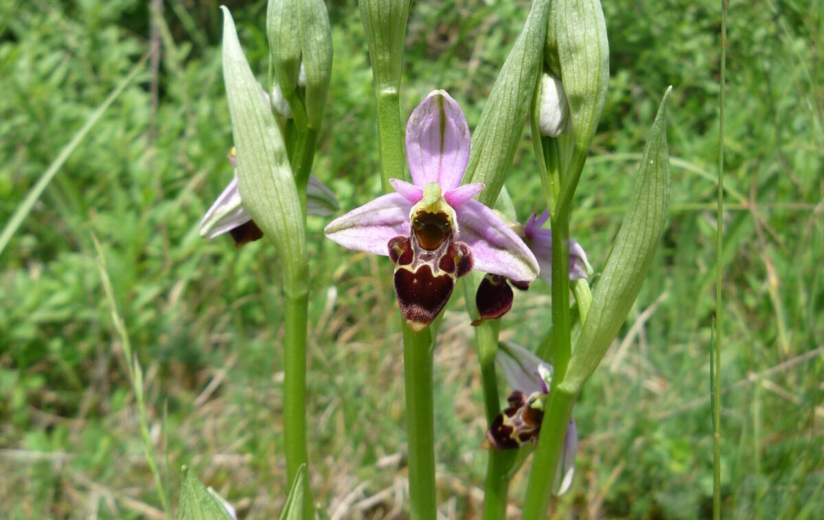 orchidée