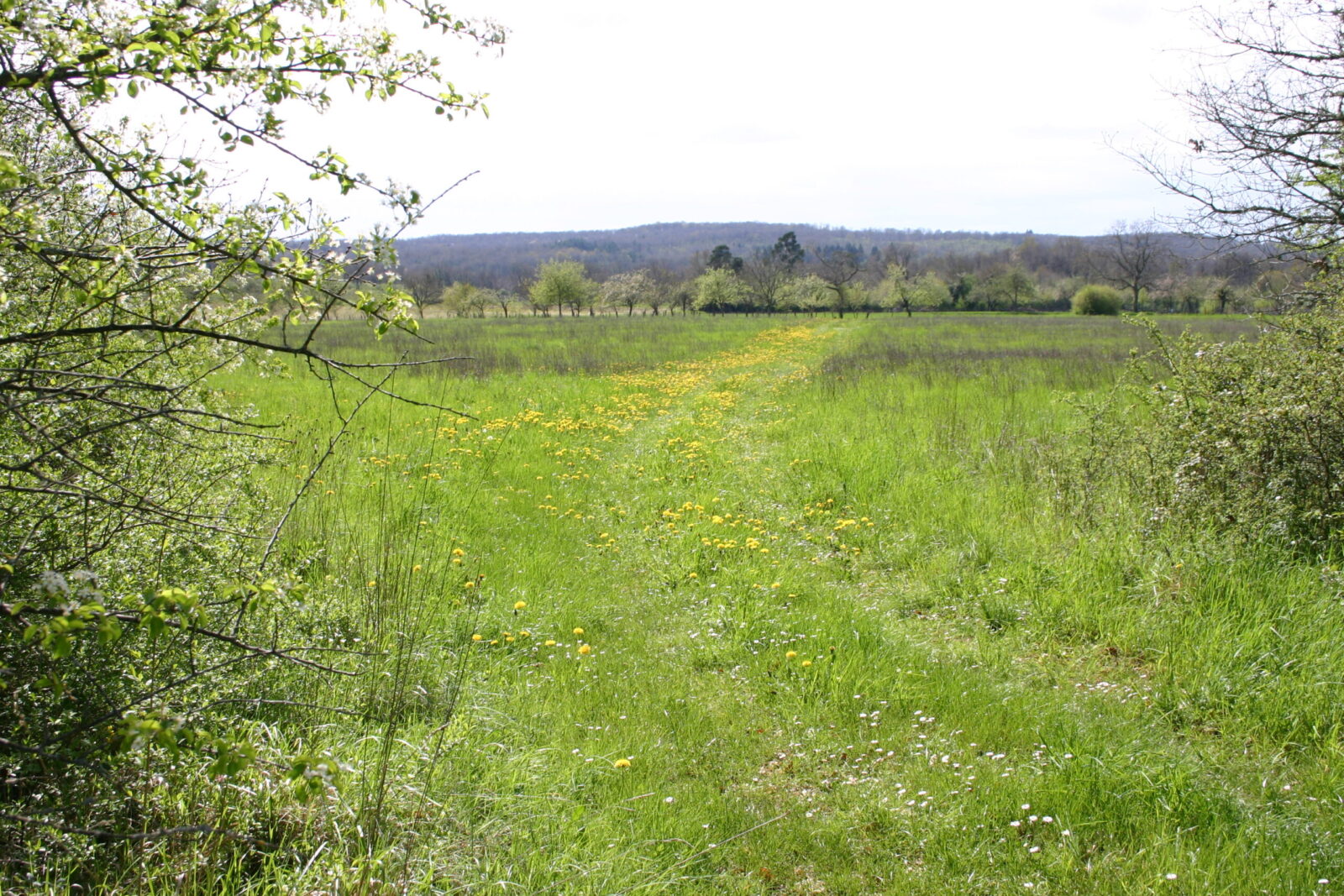 Paysage de prairie à Marthon (Charente)