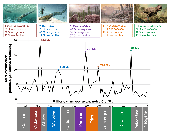 Les 5 grandes extinctions de masse sur Terre depuis 500 millions d’années
