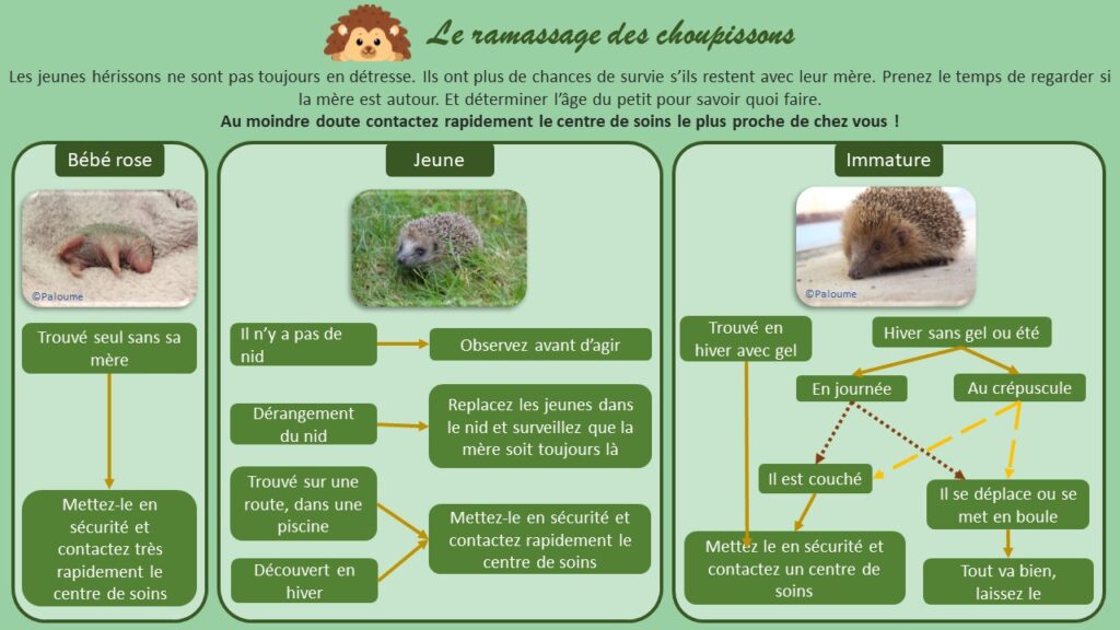 Schéma de décision que faire si l'on trouve un hérisson ? Les jeunes hérissons ne sont pas toujours en détresse. Ils ont plus de chances de survie s’ils restent avec leur mère. Prenez le temps de regarder si la mère est autour. Et déterminer l’âge du petit pour savoir quoi faire.
Au moindre doute contactez rapidement le centre de soins le plus proche de chez vous !