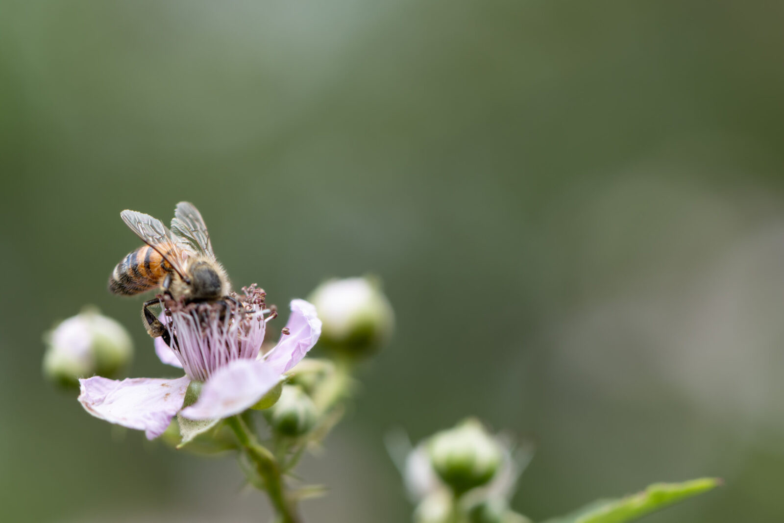 abeille butinant une fleur
