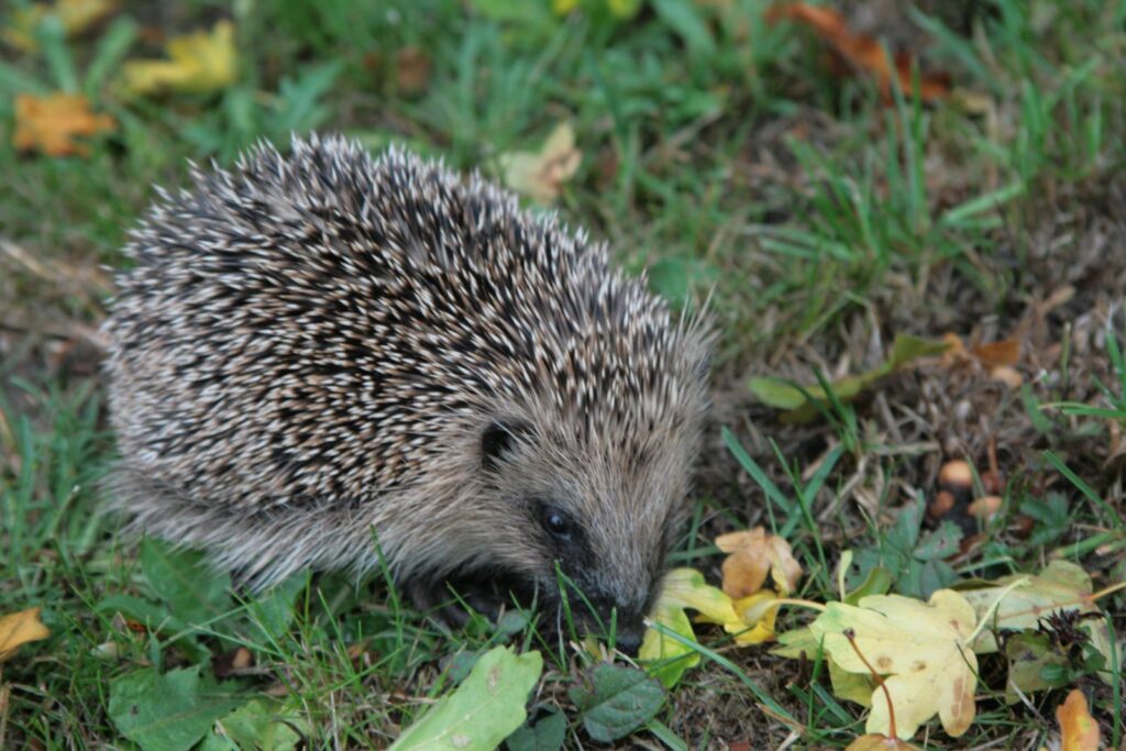 Erinaceus europaeus