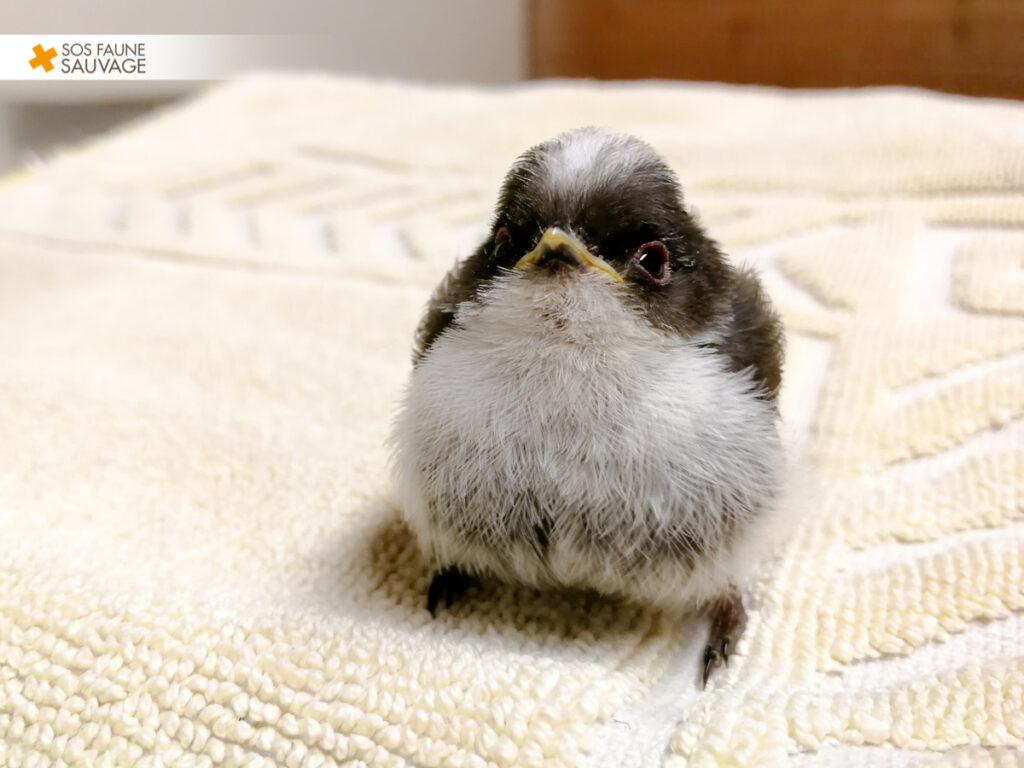 Oiseau à SOS Faune Sauvage
