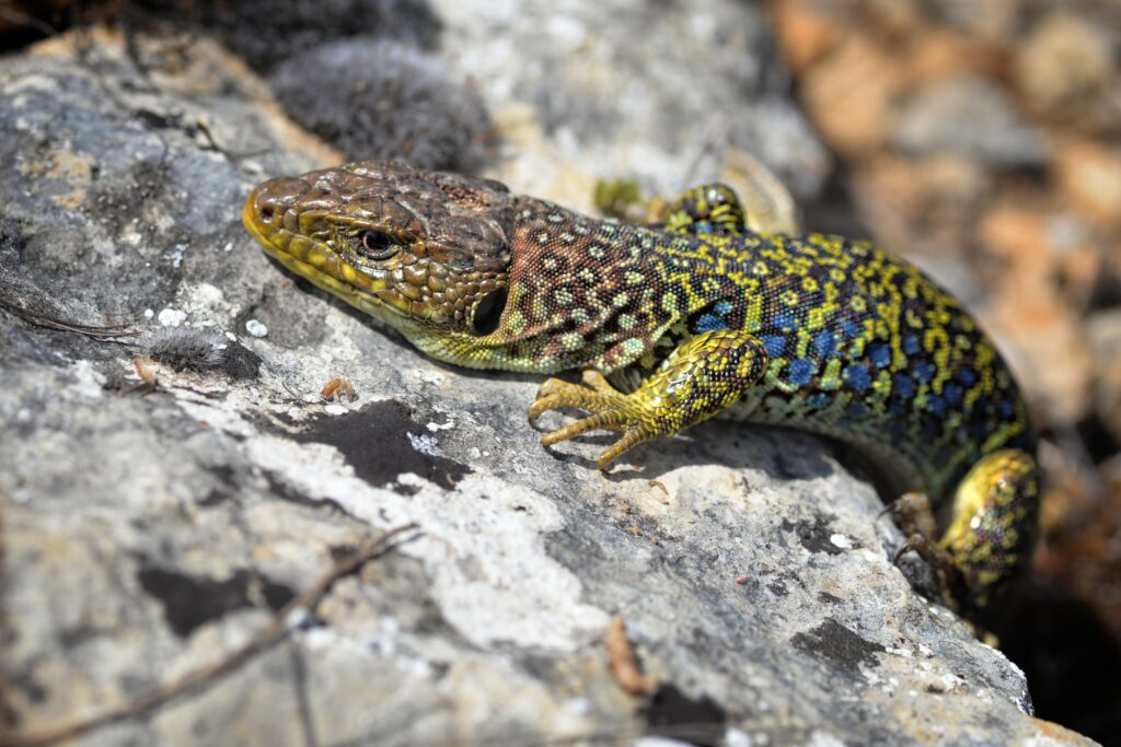 Lézard ocellé