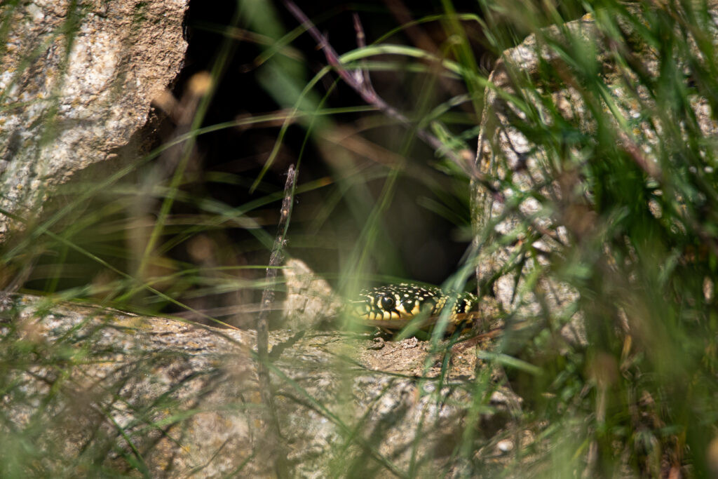 Couleuvre verte et jaune prenant le soleil