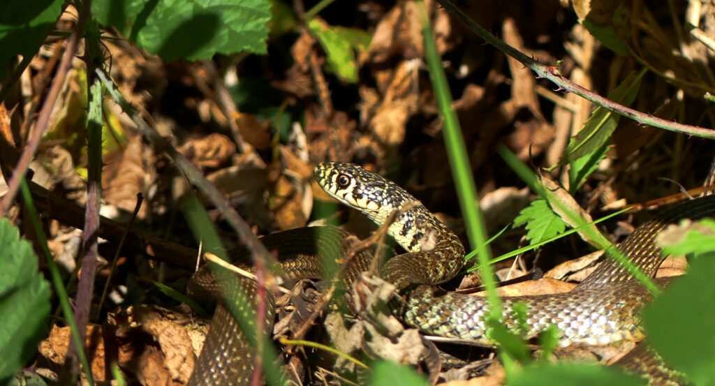 Couleuvre verte et jaune sous ronce