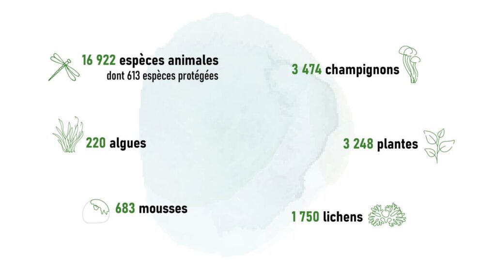 16 922 espèces animales dont 613 espèces protégées, 3 474 champignons; 220 algues; 3 248 plantes; 683 mousses; 1 750 lichens