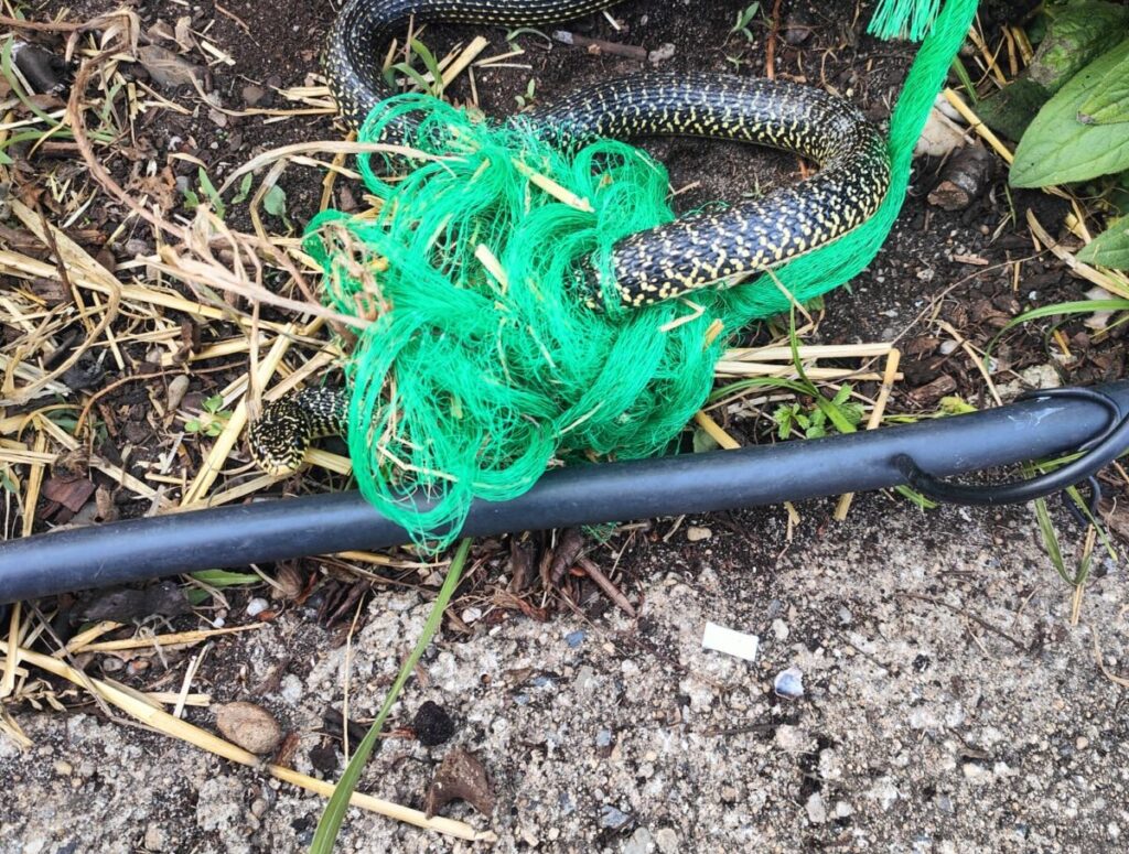 Couleuvre verte et jaune prise dans un filet