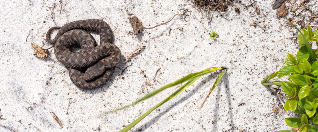 vipère aspic sur le sable